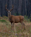 Muley Buck