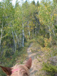 Trail in Aspens