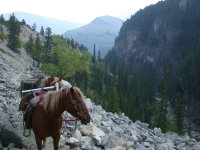 Horses in Dearborn Canyon