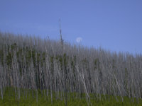 Moon over burned forest