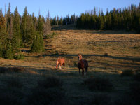 Horses grazing in Halfmoon Park