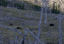 Grizzly and 2 cubs