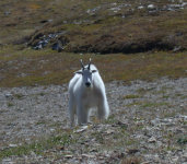 Billy goat on Scapegoat Mt