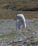 Billy goat on Scapegoat Mt