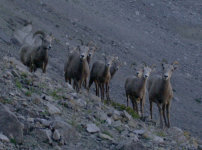 Bighorn sheep at bottom of gully