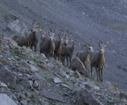 Bighorn sheep at bottom of gully