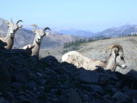 Bighorn sheep at bottom of gully