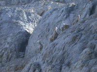 Bighorn sheep at bottom of gully