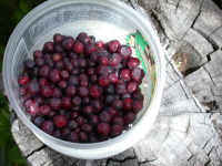 Huckleberries in container