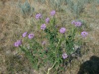 Purple flowers