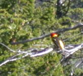 Western Tanager