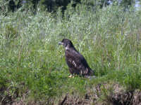 Immature Bald Eagle