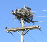 Osprey nest