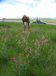 Gary and Wildflowers