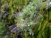 Plants in box canyon