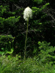 Beargrass