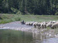 Sheep crossing