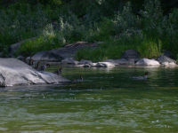 Mergansers