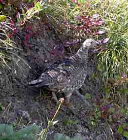 Ruffed Grouse