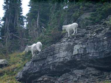 Mountain Goat and Kid