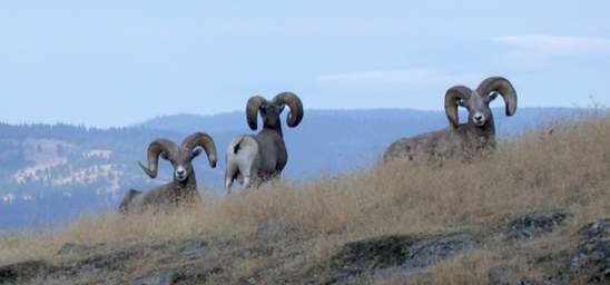 Bighorn Sheep