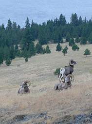 Bighorn Sheep