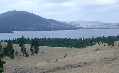 Bighorn Sheep