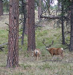 Mule Deer