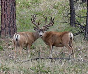 Mule Deer