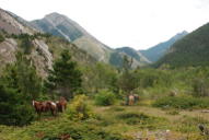 Horses, South and Middle Fork Birch Creek Confluence Camp