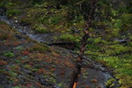 Busted bridge across small ravine