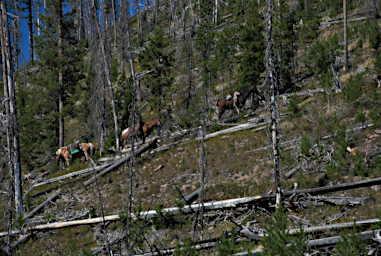 Horses tied above Monture Falls