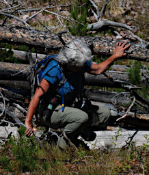 Dona negotiating downed timber