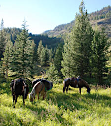 Horses at Camp, Middle Fork Monture Creek