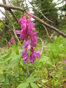 Penstemon