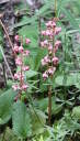 Bracted Wintergreen