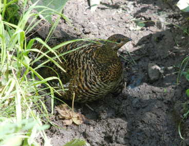 Ptarmigan