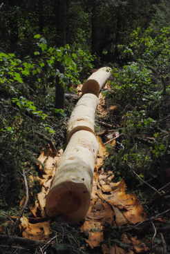 Logs for bridge landing