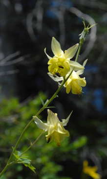 Columbine