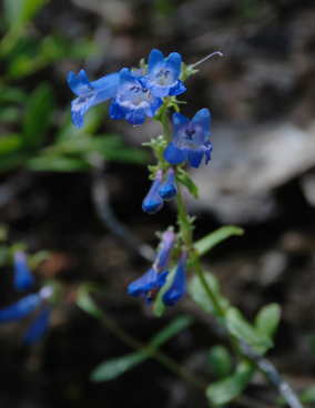 Some kinda Penstemon