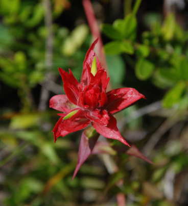 Rhexia-Leaved Paintbrush