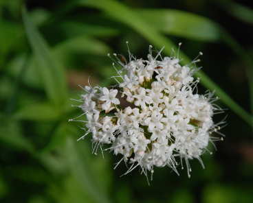 Sitka Valerian