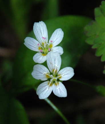 Spring Beauty