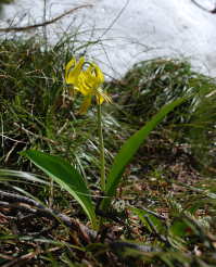 Glacier Lily