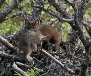 Pine Martin with Rabbit