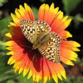 Moth on Flower