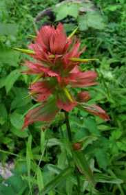 Rhexia Leaved Paintbrush