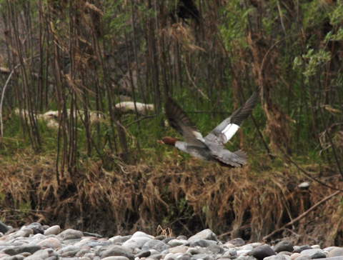 Merganser