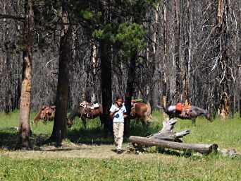 Zia and horses at Young's Creek