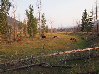 Horses by Camp